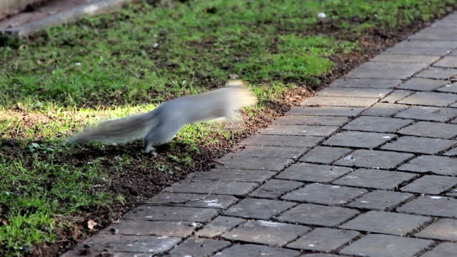 Grey Squirrel Runs Across stone church path & grass field, Animal Close Up shot Wild Life