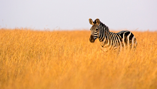Natural landscape at sunset, banner, panorama - view of a herd of zebras grazing in high grass. Wildlife scene from nature