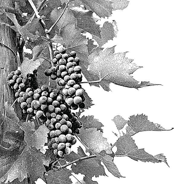 Wine Grapes Black and white Illustration of wine grapes ripe on the vine. vine plant illustrations stock illustrations