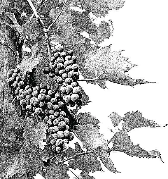 Vector illustration of Wine Grapes