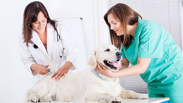 istock Vet giving shot to a dog 471871105