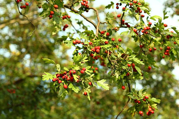 istock Autumn - berries of red hawthorn 471871189