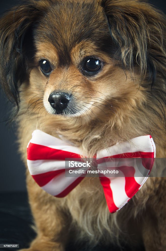 Retrato de perro - Foto de stock de Actitud libre de derechos