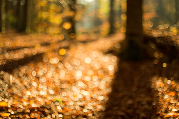 istock Autumn Forest Defocused Background With Sunlight Rays And Bokeh 471871294