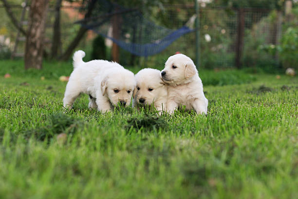 istock Golden retriever puppies. 471871448