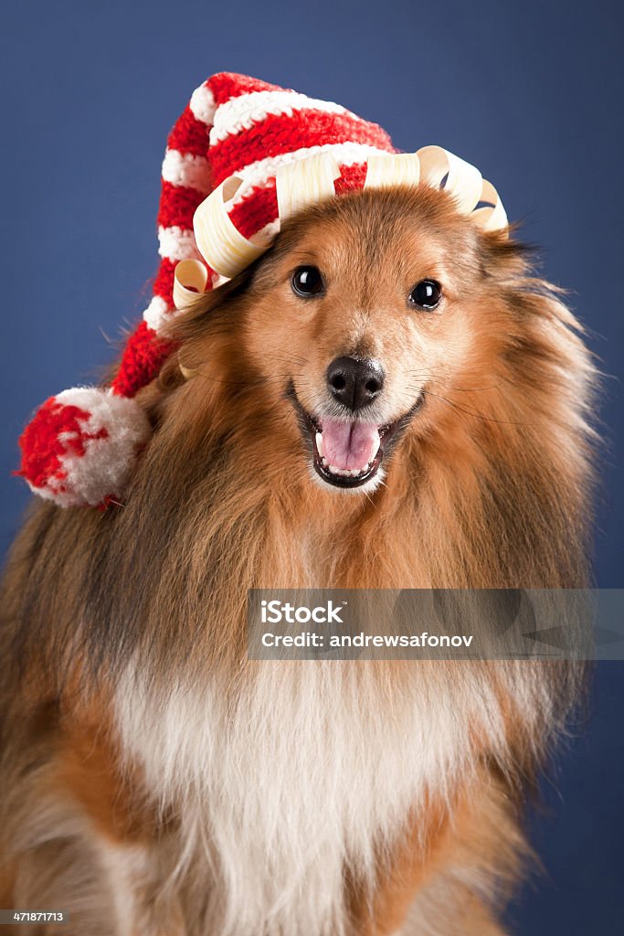 Sheltie com engraçado tampa - Royalty-free Admirar a Vista Foto de stock