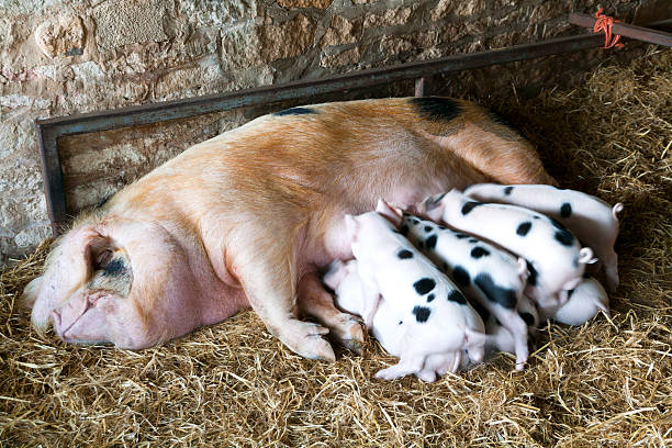 istock Gloucester Old Spot sow and her litter 471871825