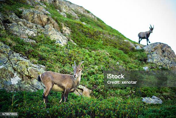 Stambecco Delle Alpi - Fotografie stock e altre immagini di Alpi - Alpi, Alpi Bernesi, Alpi svizzere