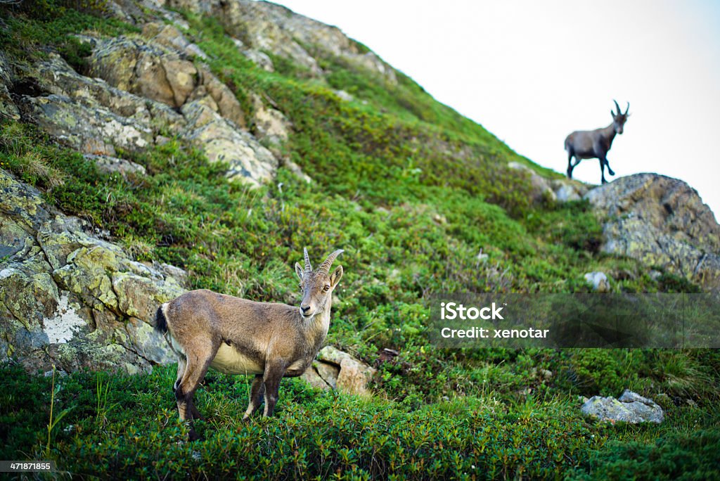 Альпийский козёл - Стоковые фото Artiodactyla роялти-фри