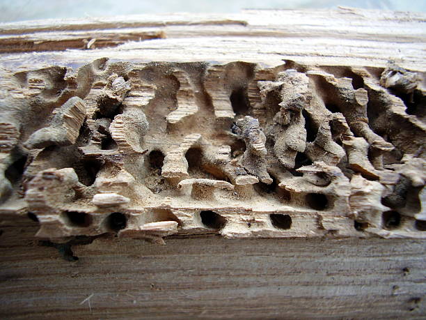 istock Insect bore holes in a tree trunk 471871889