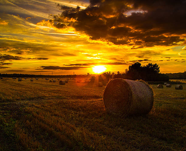istock Sun set in field with hay 471872351