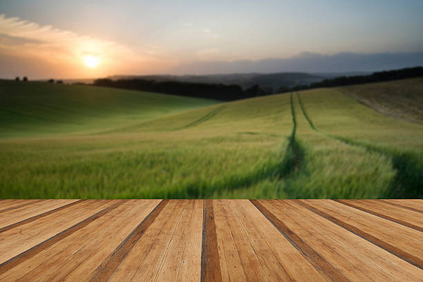 istock Summer landscape image of wheat field at sunset 471872548