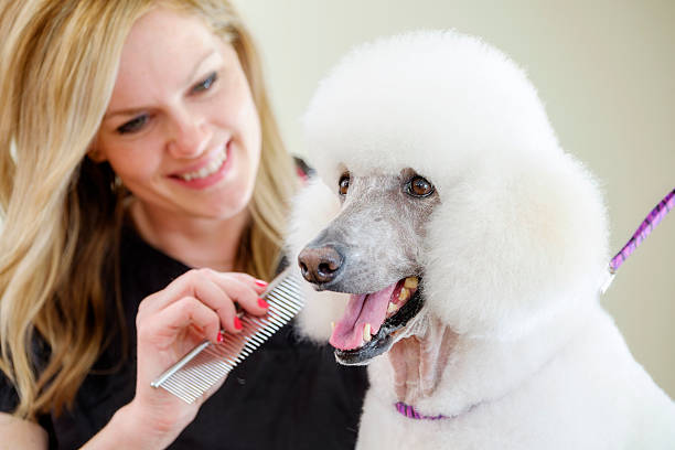 profesjonalne pies groomer w pet salon  - standard poodle zdjęcia i obrazy z banku zdjęć