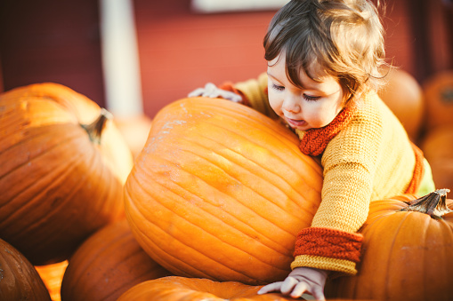 An autumn scene with bright orange colors, a 1 year old boys sweater matching the ripe harvested pumpkins on the ground.  A typical halloween or thanksgiving themed activity.