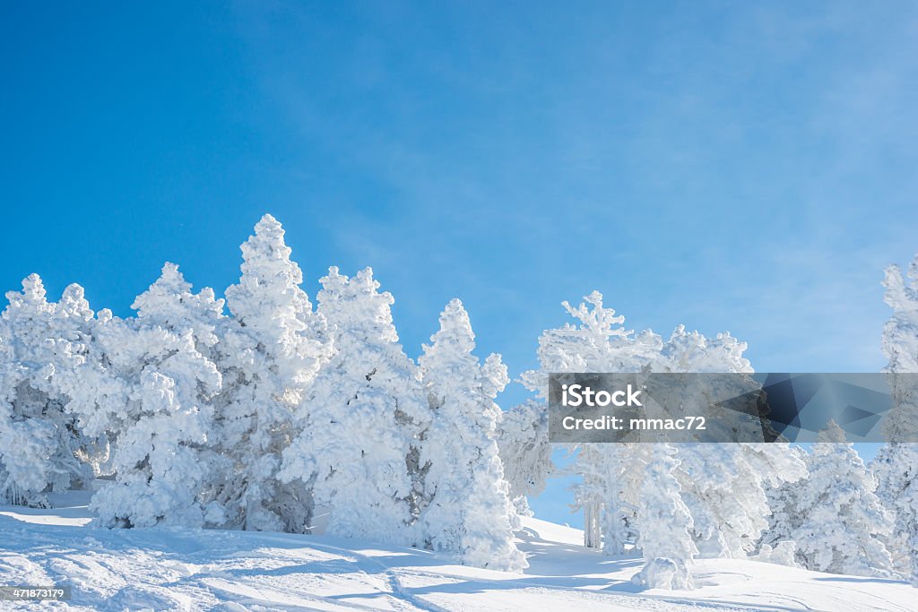 Высокий горный пейзаж в солнечный день - Стоковые фото Pinaceae роялти-фри