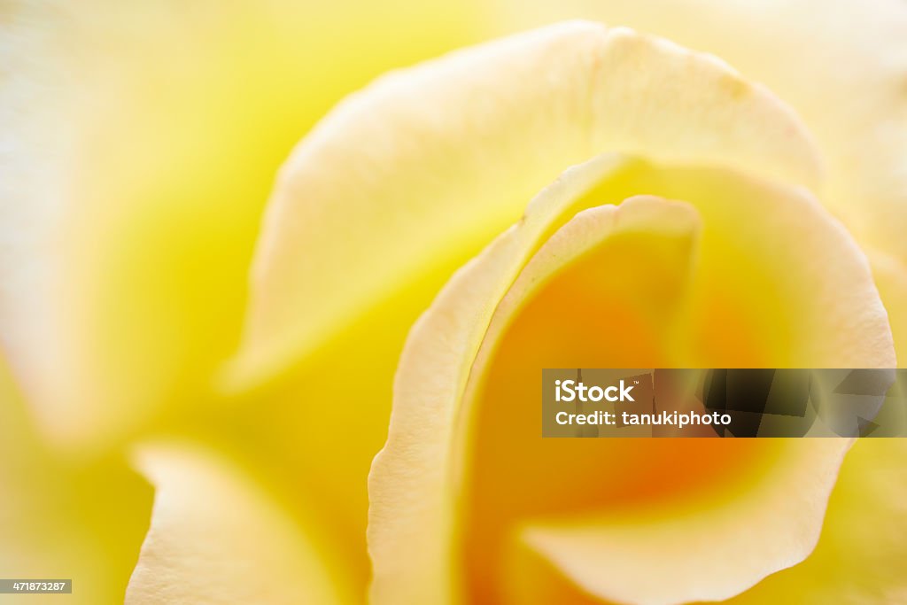 Amarillo pálido Rose - Foto de stock de Abstracto libre de derechos