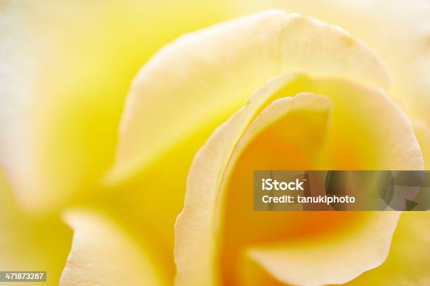 Amarillo Pálido Rose Foto de stock y más banco de imágenes de Abstracto - Abstracto, Amarillo - Color, Belleza de la naturaleza