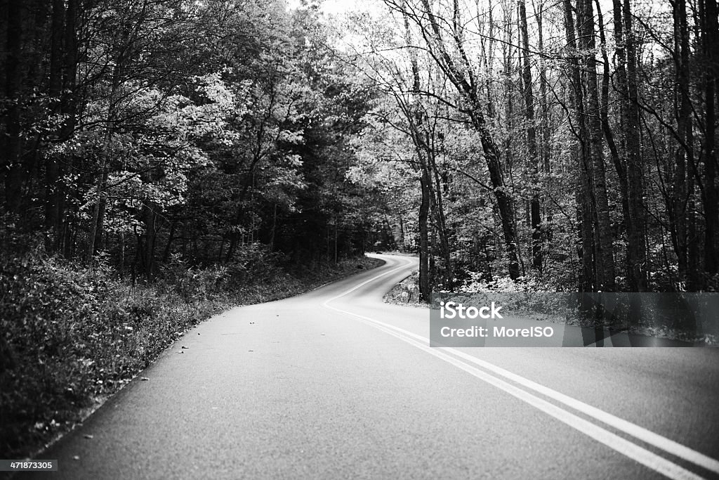 Strada di campagna nella foresta - Foto stock royalty-free di Bianco e nero