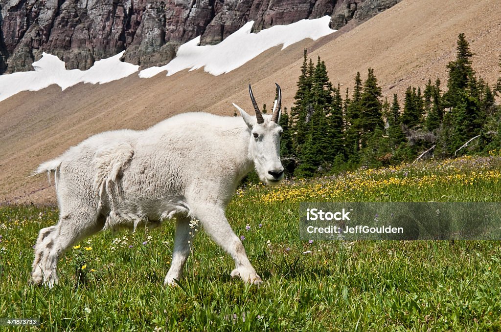 Mountain Goat Fuß unter einem Berghalde - Lizenzfrei Berg Stock-Foto