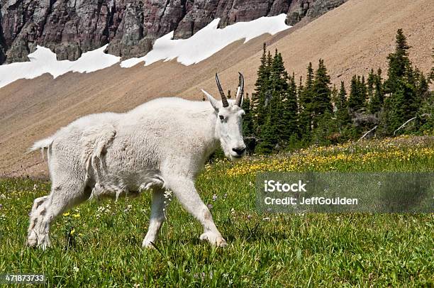 Cabra Da Montanha Andar Baixo Talus Slope - Fotografias de stock e mais imagens de América do Norte - América do Norte, Andar, Animal