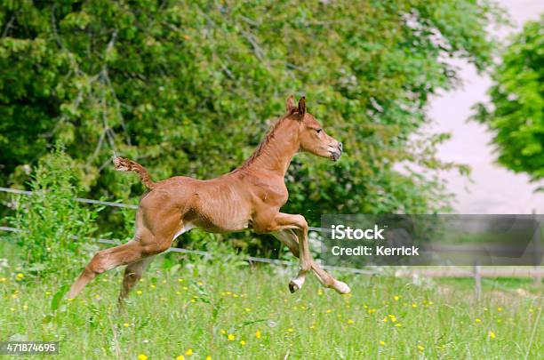 Black Cab Araber Fohlen Galloping Stockfoto und mehr Bilder von Aktivitäten und Sport - Aktivitäten und Sport, Arabien, Bewegung