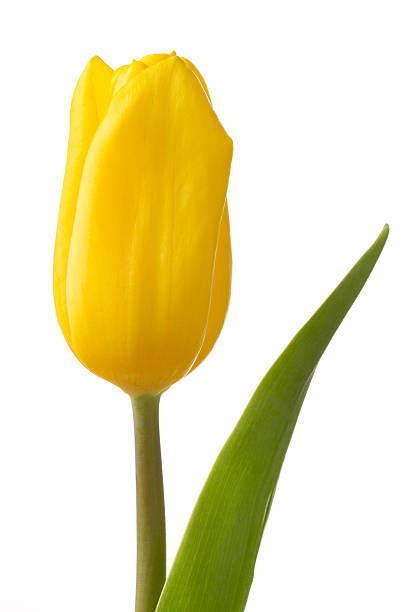 istock Beautiful yellow tulip flower on white 471874980