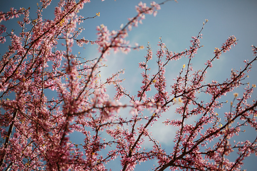 spring bloom with blue sky