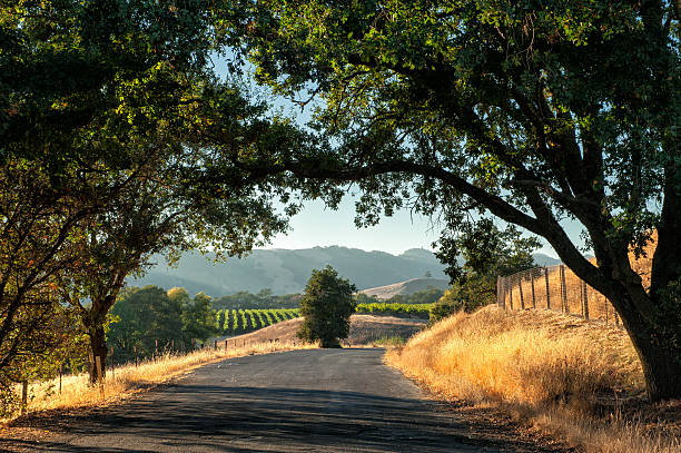 Sonoma wine country Road trip through Sonoma wine country at harvest time  sonoma county stock pictures, royalty-free photos & images