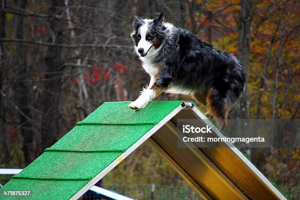 Australiano A Aframe - Fotografie stock e altre immagini di Agilità - Agilità, Animale, Autunno