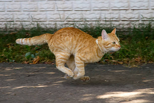 istock Red cat in the jump 471875471
