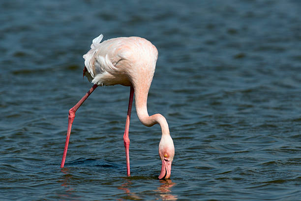 istock Pink flamingo (Phoenicopterus roseus) flying 471875913
