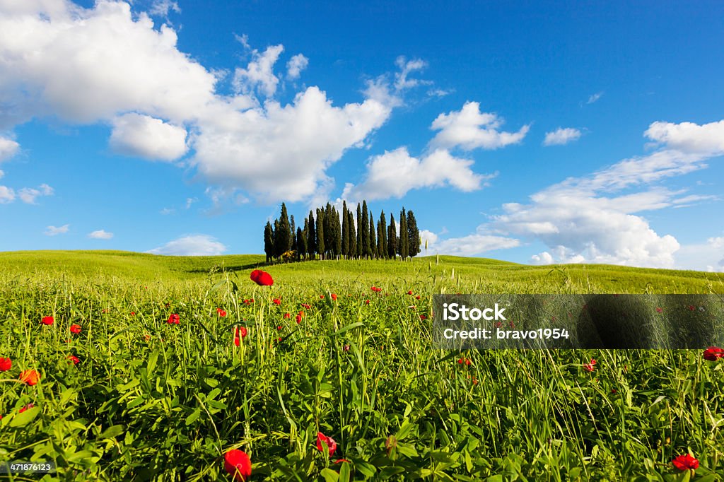 Cypress na Toscana - Royalty-free Papoila - Planta Foto de stock