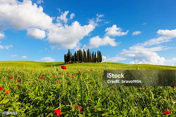 Cypress Na Toscana - Fotografias de stock e mais imagens de Papoila - Planta - Papoila - Planta, Toscana - Itália, Ajardinado