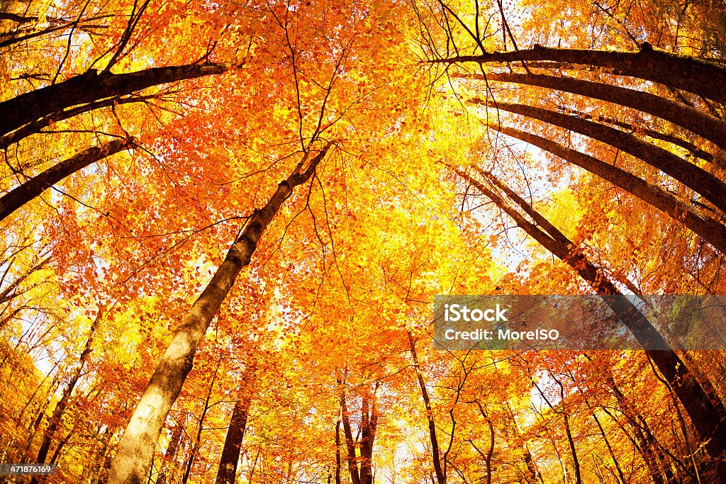 Grandi Montagne Fumose in autunno - Foto stock royalty-free di Albero
