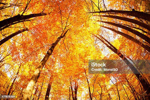 Grandi Montagne Fumose In Autunno - Fotografie stock e altre immagini di Albero - Albero, Ambientazione esterna, Ambientazione tranquilla