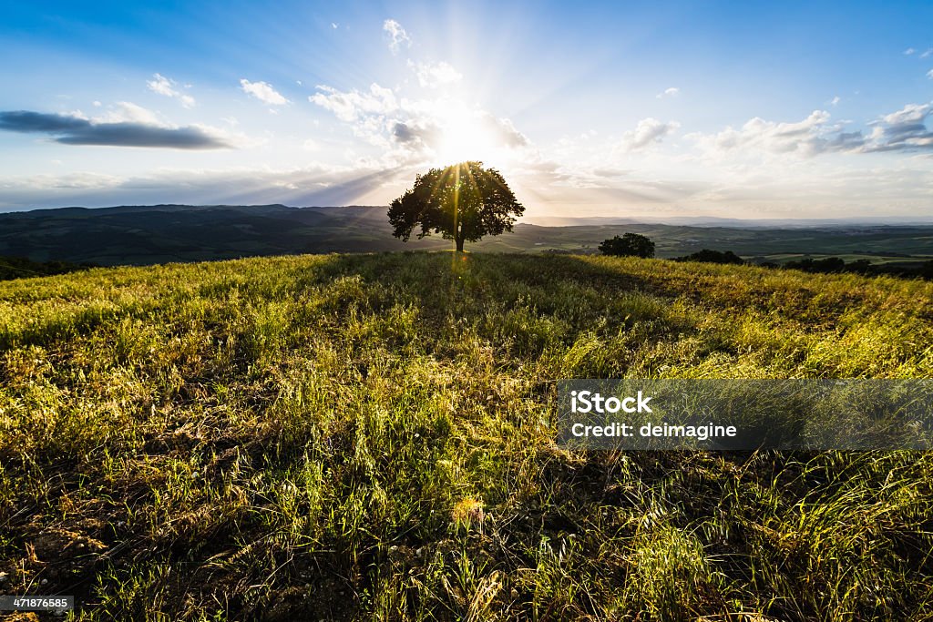 Singolo albero sulle colline toscane - Foto stock royalty-free di Albero