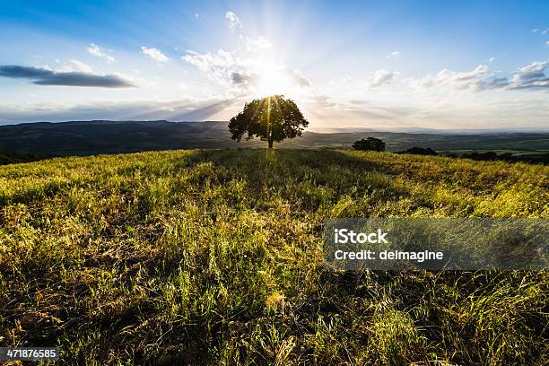 Singolo Albero Sulle Colline Toscane - Fotografie stock e altre immagini di Albero - Albero, Albero solitario, Ambientazione esterna