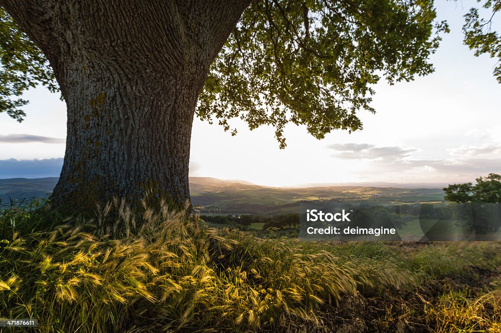 Singolo albero sulle colline toscane - Foto stock royalty-free di Albero