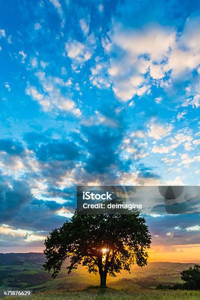 Singolo Albero Sulle Colline Toscane - Fotografie stock e altre immagini di Albero - Albero, Albero solitario, Ambientazione esterna