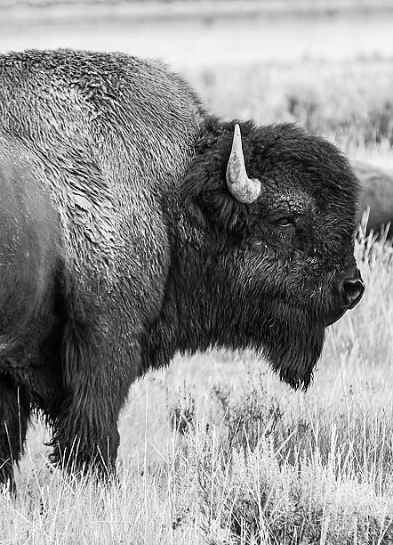 istock Buffalo in Black and White 471876635