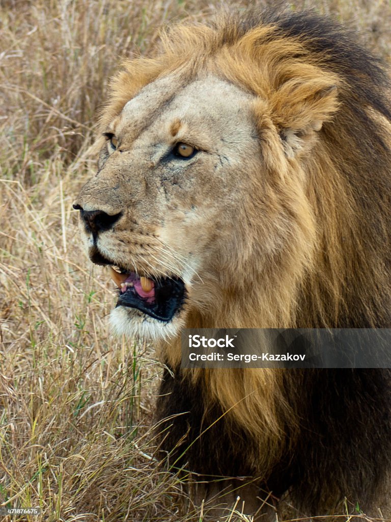 Adult angry lion Angry head of an adult lion Africa Stock Photo