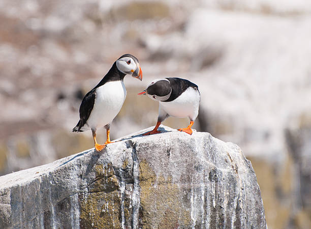 istock Atlantic Puffin on the Farne Islands 471876737