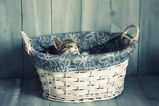 Photo of cute kitten in the basket