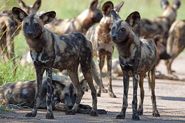 istock Wild Dogs in Kruger National Park 471876972
