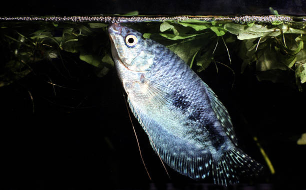 Cosby Gourami, male. Trichogaster Trichopterus. Cosby Gourami, male, building bubble nest in the surface. Trichogaster Trichopterus. trichogaster trichopterus stock pictures, royalty-free photos & images