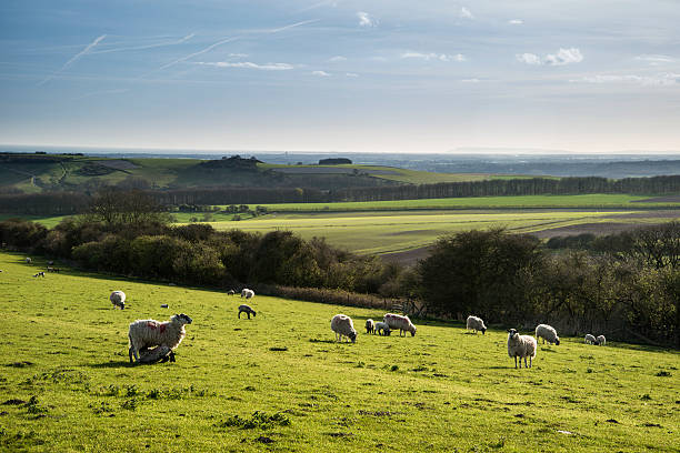 istock Beauitful landscape image of newborn Spring lambs and sheep 471877062