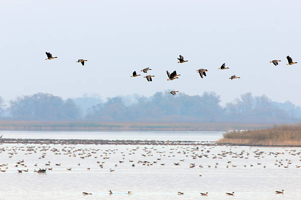 stormo di oca selvatica durante la migrazione autunno al lago (germania) - vogelzug foto e immagini stock