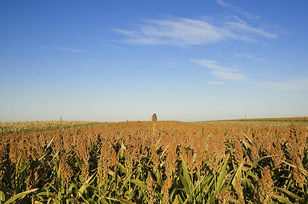 istock Sorghum vulgare field 471877229