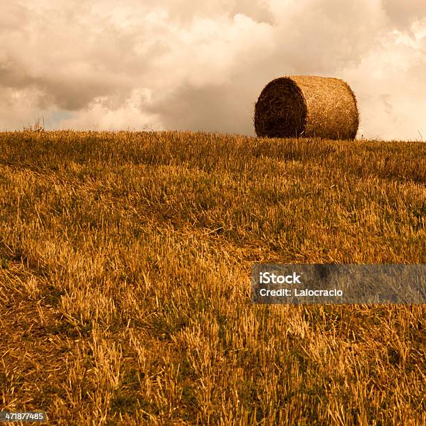 Foto de Campos De Ouro e mais fotos de stock de Agricultura - Agricultura, Ajardinado, Amarelo