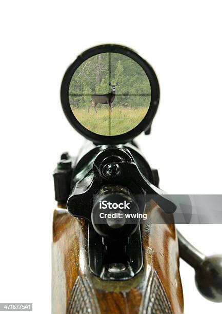 Foto de E Escopo Rifle Com Cervos e mais fotos de stock de Fio de Retículo - Fio de Retículo, SC51, Veado